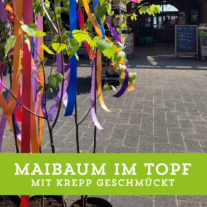 Maibaum Im Topf